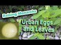 Raising Monarchs - Urban Eggs and Leaves (Help The Monarch Butterfly)