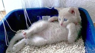 Playtube Pk Ultimate Video Sharing Website