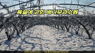 (원본)어쩌다배과수원풍경 - 폭설에 갇힌 배나무과수원