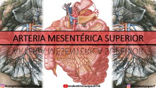 ARTERIA MESENTÉRICA SUPERIOR - Orígen, ramos colaterales, terminales, arcos arteriales yeyunoileales