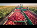 Next-Level Machines Harvesting Vegetables | Modern Agriculture Machines Operating At High Efficiency