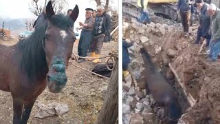 Чудом уцелевшая лошадь три недели пролежала под завалами после землетрясения в Турции