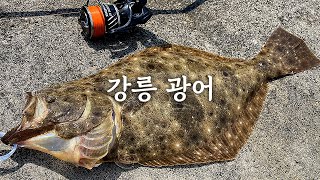 강릉 광어 루어낚시