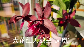 Sophie's Garden 大花红天鹅兰“凤凰” Cycnodes Jumbo Phoenix 'Jumbo'