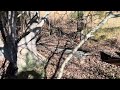 clearing our land with a forestry mulcher building our 23 acre homestead