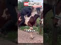 自分への乗馬を助けてあげるお馬さん。