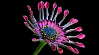 African Daisy: Quick Care Tips