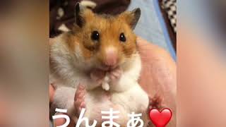 お米を食べるごんちゃん