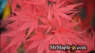 GLOWING EMBERS JAPANESE MAPLE