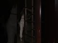 MALAIKA ARORA EXIT FROM KARISHMA KAPOOR HOUSE AFTER DINNER PARTY