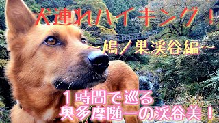 【犬連れハイキング！】鳩ノ巣渓谷編。１時間で巡る奥多摩随一の渓谷美！