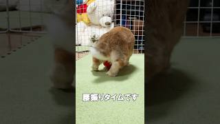 うさぎの腰振り#うさぎ#腰振り#マウンティング#rabbit