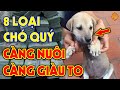 8 Tướng Chó Quý Giúp Chủ Nhân PHÁT TÀI, CÀNG NUÔI CÀNG GIÀU Tiền Vàng Ùn Ùn Kéo Vào