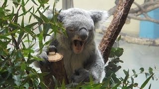 2013年12月14日 多摩動物公園　2013.12.14 Tama Zoological Park