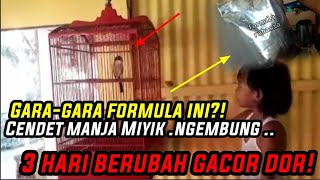 CARA CEPAT MENYEMBUHKAN CENDET MIYIK, NGEMBUNG DAN MANJA SETIAP HARIAN‼️