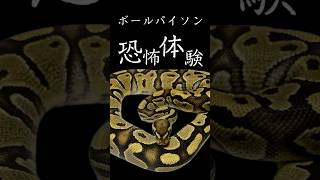 観察中の恐怖体験 #ボールパイソン #ballpython #爬虫類 #ペット #アニマルエスチャンネル