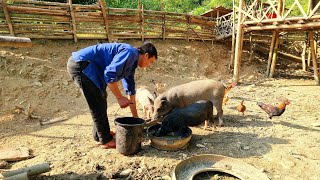 find food for wild boar, skills, craft some primitive traps, mouse traps, survival instinct