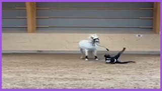 Funny Horses Show Strength Try Not To Laugh It's Really The Most Powerful Funny Horse Video #7