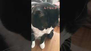 【ハチワレ猫】洗濯物の中にいる黒い物体の正体は…？【幽霊？】【かわいい】