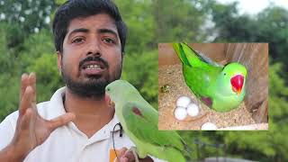 हीरामन तोते की ये खासियत सभी को जरूर जाननी चाहिए! Alexander parrot information.