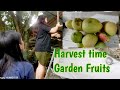 Harvesting Garden Fruits /Province Life /Aliyah and Mommy LDR