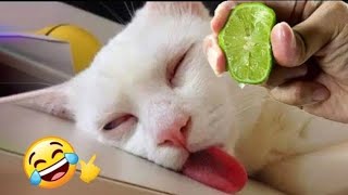 Best Funny Animal Videos Of The 2023 🤣 - Funniest Cats And Dogs Videos 😺😍 part -32