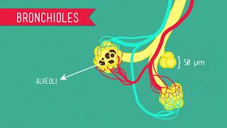 Connection between Nervous, Circulatory, and Respiratory System