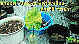 ยกยอด \