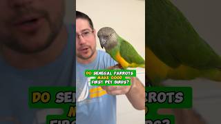 Do Senegal Parrots Make Good First Pet Bird?