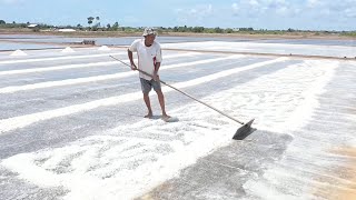 DIÊM DÂN BẾN TRE VÀO MÙA, LÀM RA NHỮNG HẠT MUỐI DƯỚI GIỮA CÁI NẮNG CHÁY DA | Tinnong24g