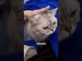 她不让我起床 猫咪 萌宠 我和我的猫 日常vlog 抖音萌宠