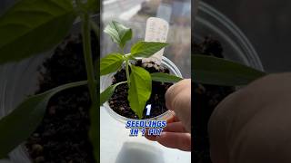 辣椒育苗1穴几棵好？ how many seedlings in 1 pot is the best to start