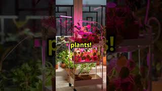 90% People Don't Know This plant light.#viralshorts#viral#shorts#viralvideo#plants#soil#funny #