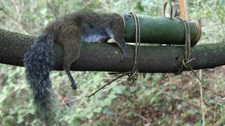 amazing skills to be looking for food in the jungle for survival episode 31 got a squirrel