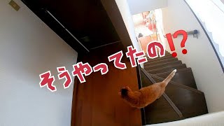 【ついに】監視カメラは見た！留守番猫の犯行の瞬間！！