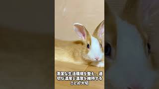 うさぎ飼育の秘訣：健康で長生きさせるコツ #うさぎ #rabbit #bunny #動物#shorts