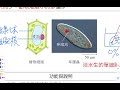 高中選修生物 i 1 2 b 細胞核、細胞質、內膜系統