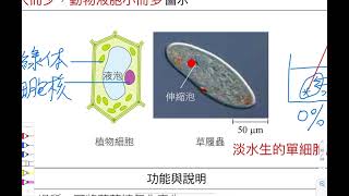 高中選修生物( I )1-2(B)細胞核、細胞質、內膜系統