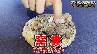 【古美術 陶芸】エブタで焼き締めのやきものを語る(#3)！ 千三百度半ばまでの焼成でも水漏れ・・・！ 赤土か白土か見分け方！ 【プロが解説 美濃桃山陶の見方】