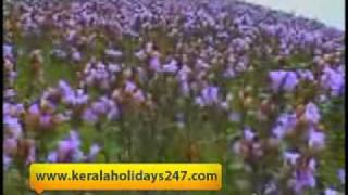 Neelakurinji - www.keralaholidays247.com