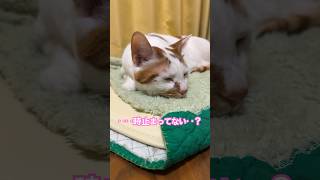 ちょっと待って！#猫 #保護猫 #日本猫