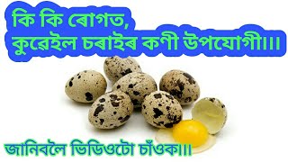 Health benifits of Quail Bird egg || বতা চৰাইৰ কণীৰ গুণ আৰু উপকাৰিতা৷৷