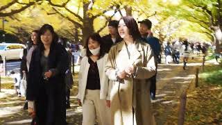 紅葉散歩　神宮外苑　いちょう並木　2024/11/28 a1