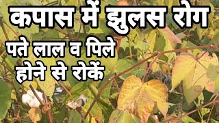 कपास के  झुलसने पर,  पते लाल व  पिले होने से  कैसे रोकें how to prevent scorching disease in cotton