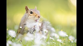 The Truth About Grey Squirrels in 60 seconds!