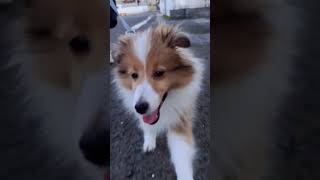 よそ見で子犬がカメラに… #シェルティ #シェットランドシープドッグ #子犬 #かわいい #散歩