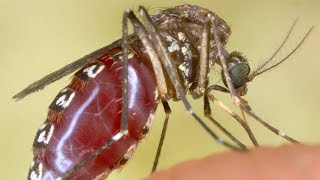 Scientists invent sci-fi Ways to kill mosquitoes