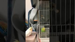 セキセイインコとオカメインコの力関係 #Shorts