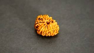 11 Mukhi Certified Rudraksha Buy Online