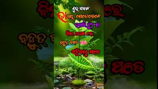 ବିନା ଦୋଷରେ କଷ୍ଟ l ajira anuchinta l Suffering without guilt # shorts #YouTube shorts